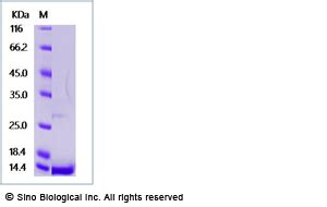 Recombinant Human Nt Protein Hnae Sino Biological