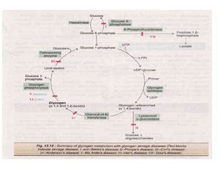 Glycogen metabolism pathway | PPT