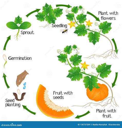 Pumpkin Plant. Growth Stages. Ripening Period. The Life Cycle Of The