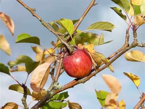 Apfel Herbst Ernte Kostenloses Foto Auf Pixabay Pixabay