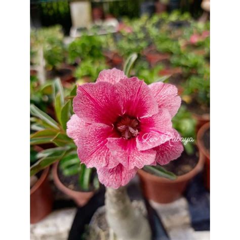 Jual Bibit Tanaman Adenium Bunga Tumpuk SWALLOW Grafting Shopee Indonesia