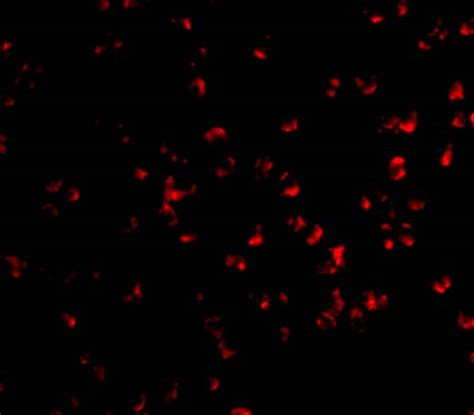 Ikk Alpha Antibody Unconjugated Rabbit Polyclonal Biozol