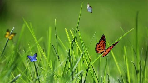 Brown Yellow Blue Butterflies On Green Grass In Blur Green Background