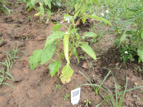 My Thai Pepper Plant Is Amazing! #ThaiPepper #Peppers #Spicy