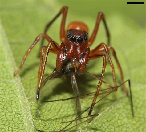 Antmimic Jumping Spider Matbio Arachnids Matanzas Biodiversity