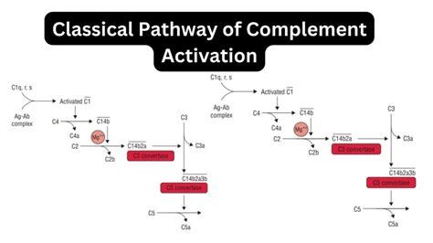 Classical Pathway Of Complement Activation Biology Notes Online