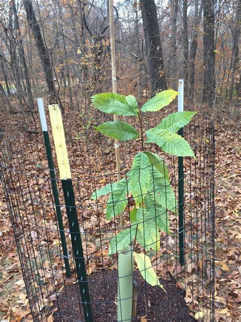 Louisville Chestnut Trees