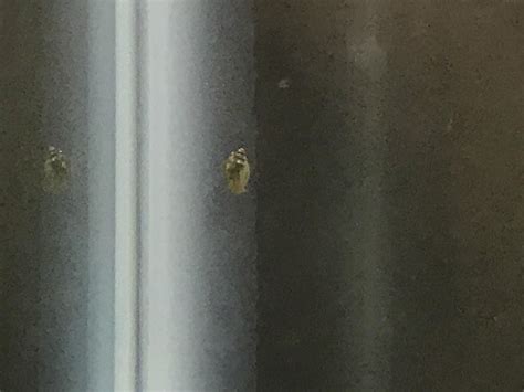 I just found this snail in my tank. : r/fishtank