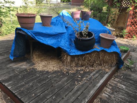 Using A Shed As An Outdoor Cat Shelter For Multiple Cats For Winter