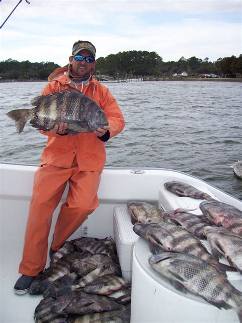Sheepshead fish - graphicgulu