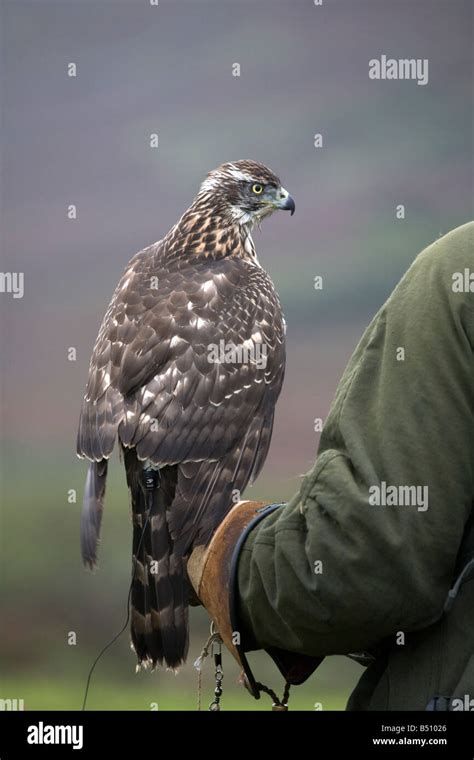 goshawk Accipiter gentilis female juvenile Stock Photo - Alamy