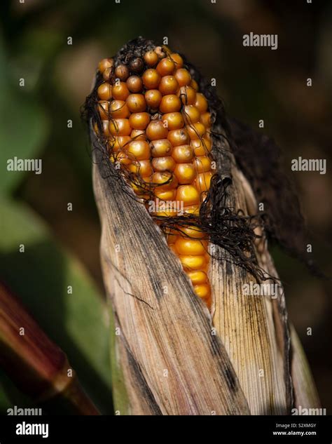 Corn on the cob Stock Photo - Alamy