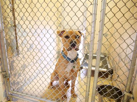 animal rescue league of iowa 6