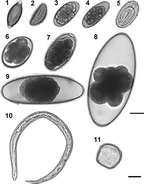 Oesophagostomum Egg