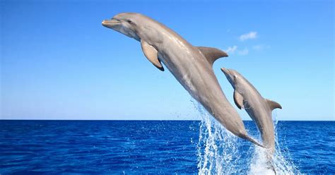 Sex Mad Dolphins Have Gay Orgies While Swimming And Use Headless Fish As Sexy Toys Daily Star