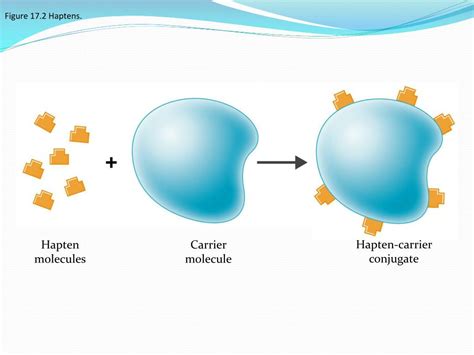 Ppt Lesson 9 Adaptive Immunity Powerpoint Presentation Free Download