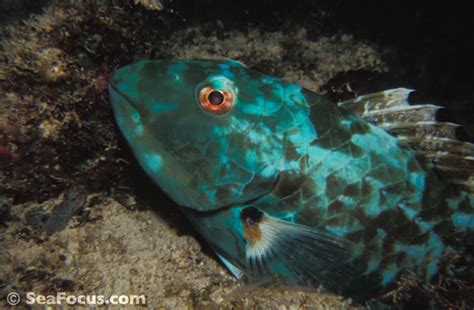 Parrotfish – image gallery | marine species information | diving photos ...