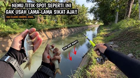 Ciri Ciri Titik Spot Ikan Ngumpul Ya Seperti Ini Mancing Wader Dan