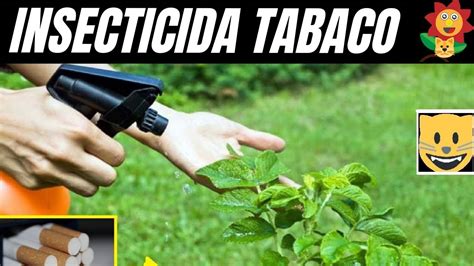 Insecticida Fungicida Casero De Tabaco Para Ara A Roja Cochinilla