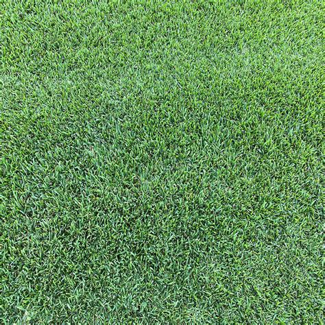 Lobo™ Zoysiagrass Sod Producers