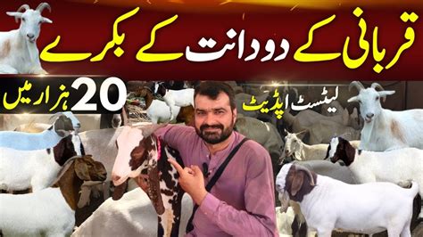 Karachi Ki Sabse Sasti Bakra Mandi Qurbani K Cheap Price Goats