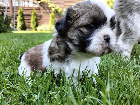 Shih Tzu Ostatnia Suczka Tricolor Gotowa Do Odbioru Rychwa Olx Pl