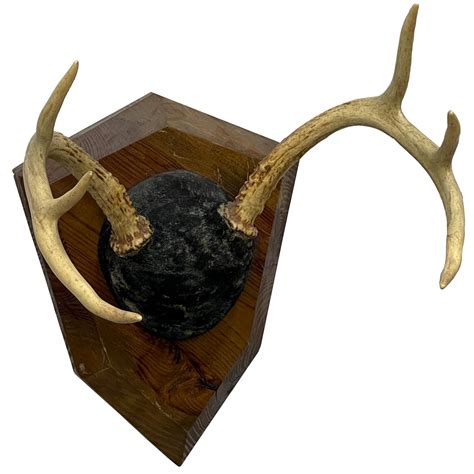 ANTLERS / 6 POINT / ON PLAQUE | Air Designs