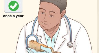 How To Tell The Sex Of A Bearded Dragon Accurate Methods