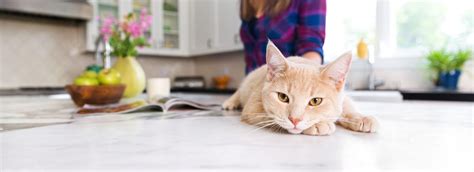 Как дать кошке таблетку: методы и способы дать коту лекарство | Purina
