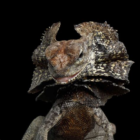 frilled dragons as pets 1