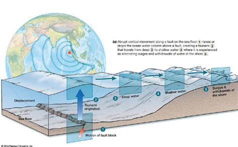 Lecture Tsunamis Coastal Hazards Flashcards Quizlet