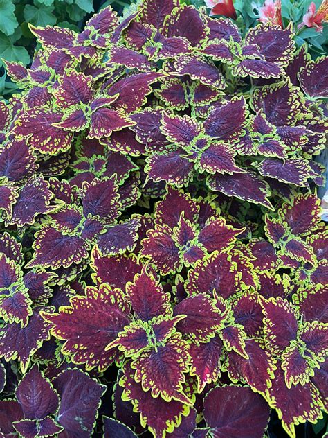 Coleus ‘main Street Oxford Street™ 8″ Pot Solenostemon