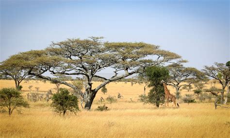 African Scenery 1 – Kaiwhai Safaris