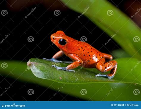 Red poison dart frog stock photo. Image of leaf, amphibian - 26137204