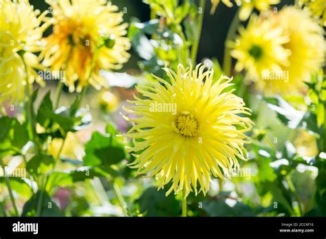 Flower of yellow dahlia Stock Photo - Alamy