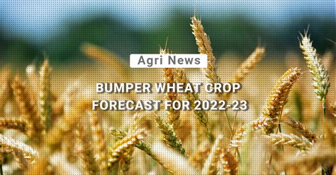 Bumper Wheat Crop Forecast For India In 2022 23 Kisanvedika BigHaat