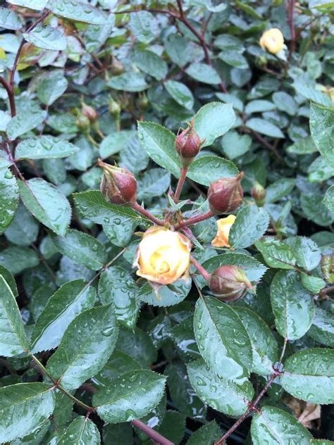 Rose 'Bessy' - Bodendeckerrose: Lubera.at
