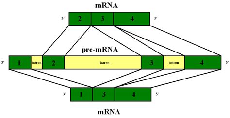 Alternative Splicing — Definition & Function - Expii 