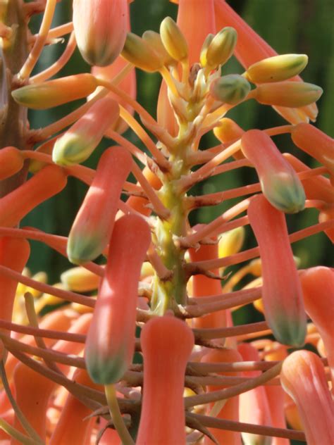 Aloe Striata Asphodelaceae Image At Phytoimages Siu Edu