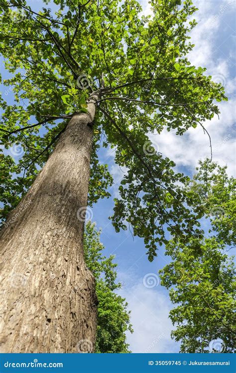 Teak Tree Royalty Free Stock Photo Image 35059745