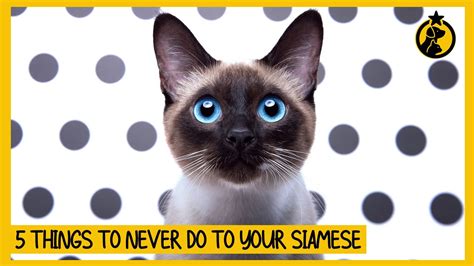 5 Things You Must Never Do to Your Siamese Cat – HousePetsCare.com