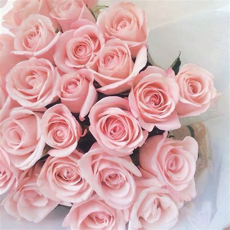 √ Pink Roses Aesthetic