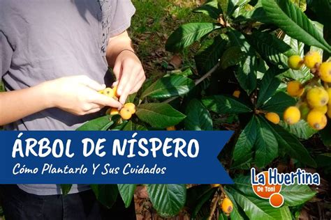 Cultivo de Níspero en Venezuela Cómo Sembrar Cuidar y Disfrutar de