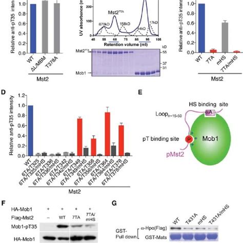 PDF Structural Basis For Mob1 Dependent Activation Of The Core Mst