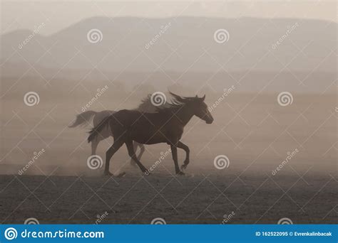 Yilki Horses Running In Field Kayseri Turkey Stock Image Image Of