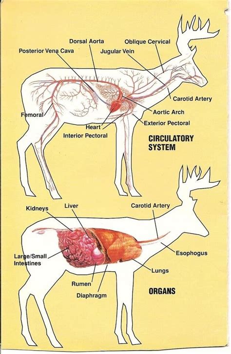 Average distance your deer go - General Hunting Discussion - NJ Woods ...