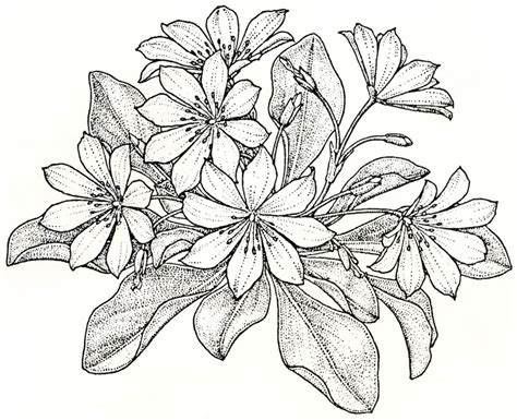 Heather Flower Drawing at GetDrawings | Free download