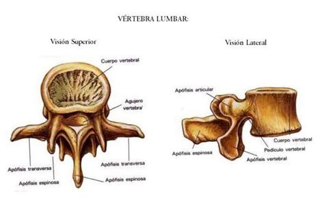 La Columna Vertebral Anatomía VÍdeos Y Teoría Anatomí­a