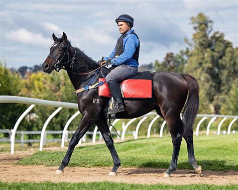 TOO DARN HOT GB Ex LA LA LUCHIE Colt Sizzles On Frosty Mudgee Mornings