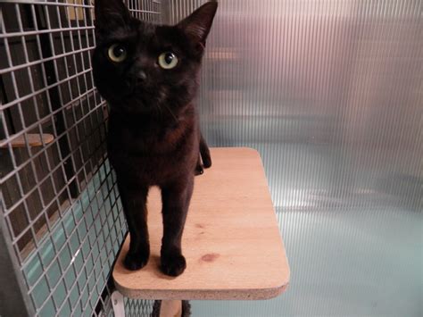 Pussy Willows Luxury Feline Accommodation Birmingham Cattery West Midlands Cattery Cattery